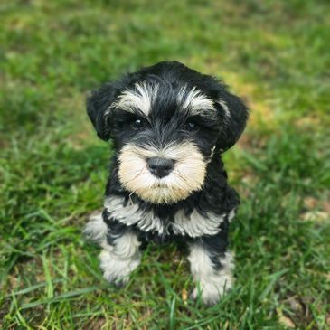 Cute black and white puppy sitting on grass looking at the camera.