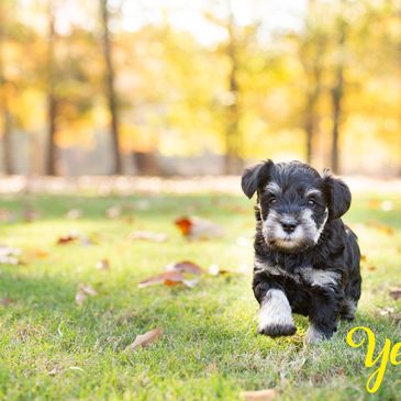 A small black and white puppy walking on grass in a park.