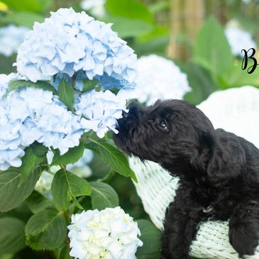 A black puppy sniffing light blue hydrangea flowers in a garden.