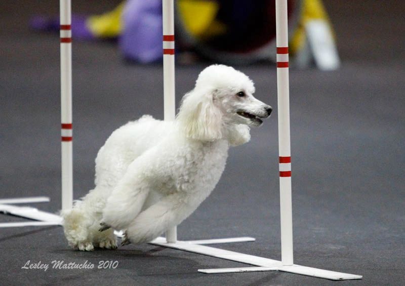 are poodles good at agility