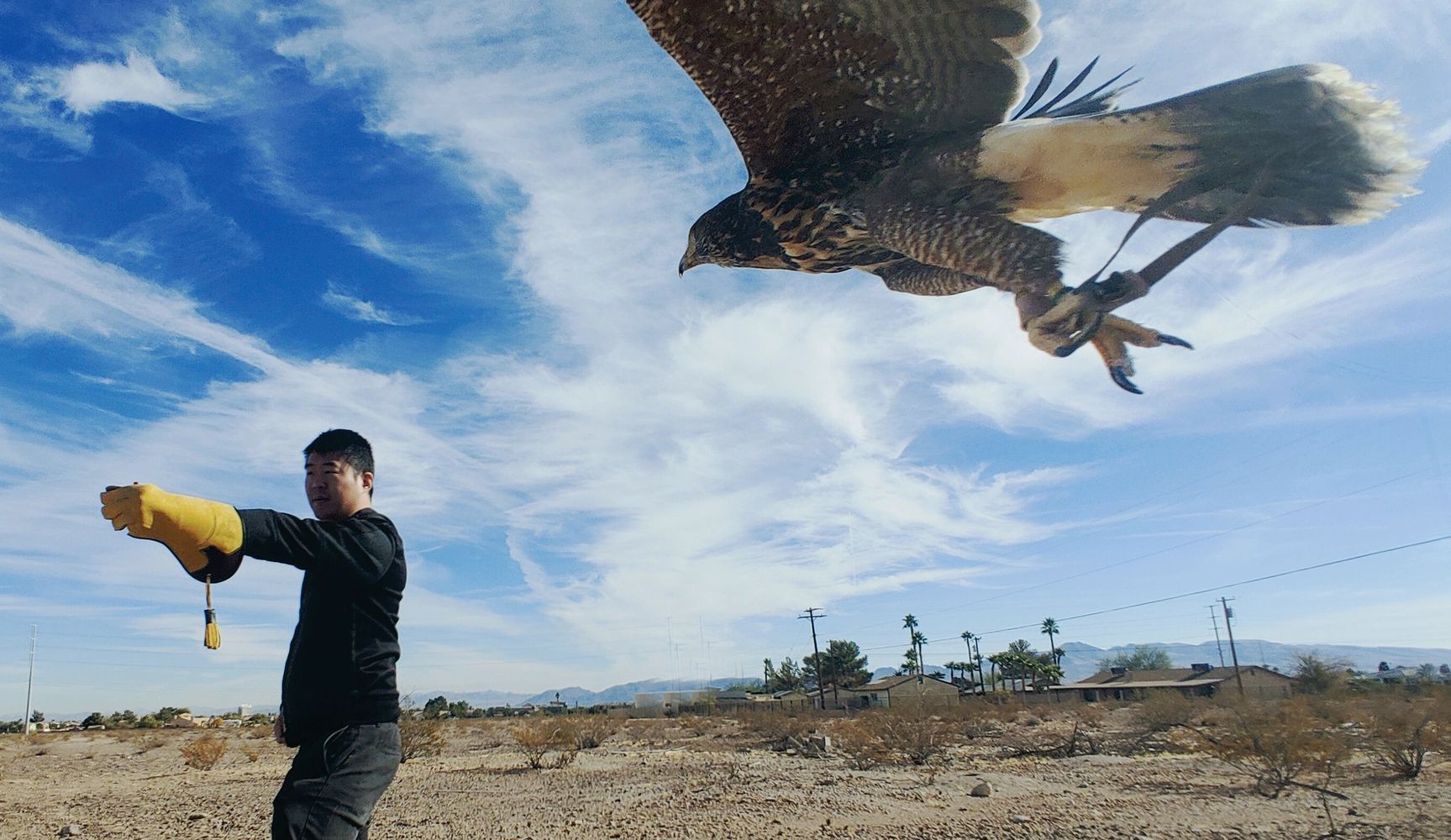 falconry, hawk