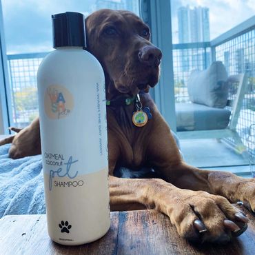 Vizla with Wawash Oatmeal & Coconut Shampoo for Dogs