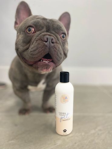 French Bulldog with Wawash Oatmeal & Coconut Shampoo for Dogs
