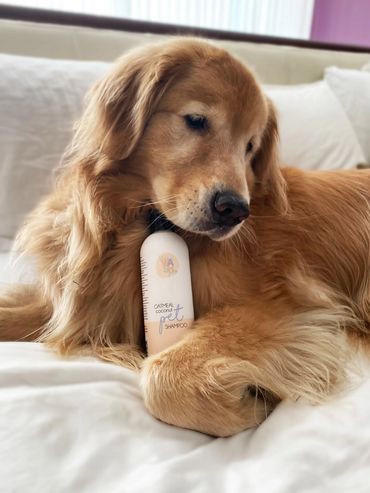 Golen Retriever with Wawash Oatmeal & Coconut Shampoo for Dogs.