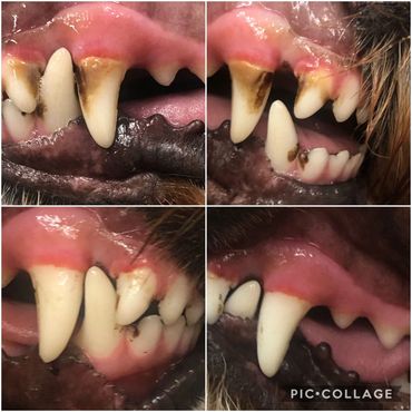 Dog teeth cleaning before and after