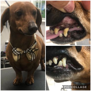 Dash hound teeth cleaning before and after