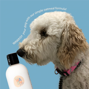 Goldendoodle with Wawash Oatmeal & Coconut Shampoo for Dogs.