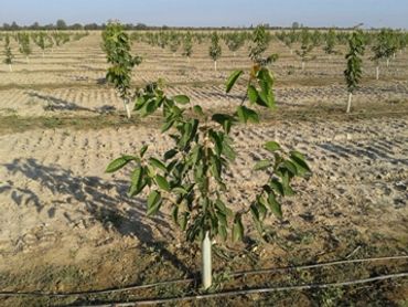 fidan koruyucu fiyatları
