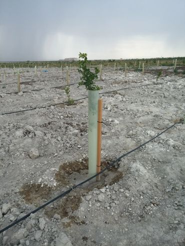 fidan ot ilacı zararı