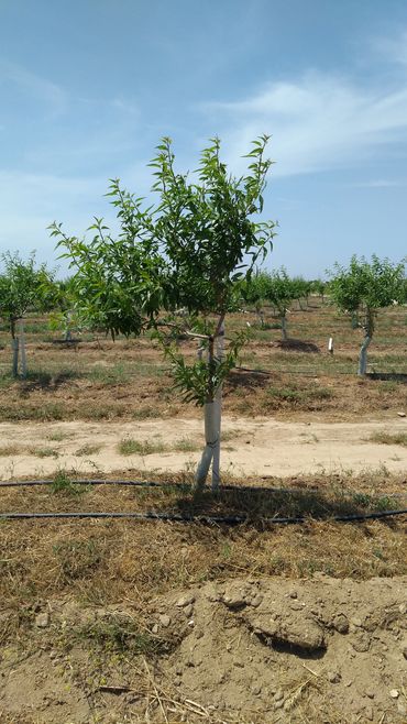 fidan kemirgen zararı