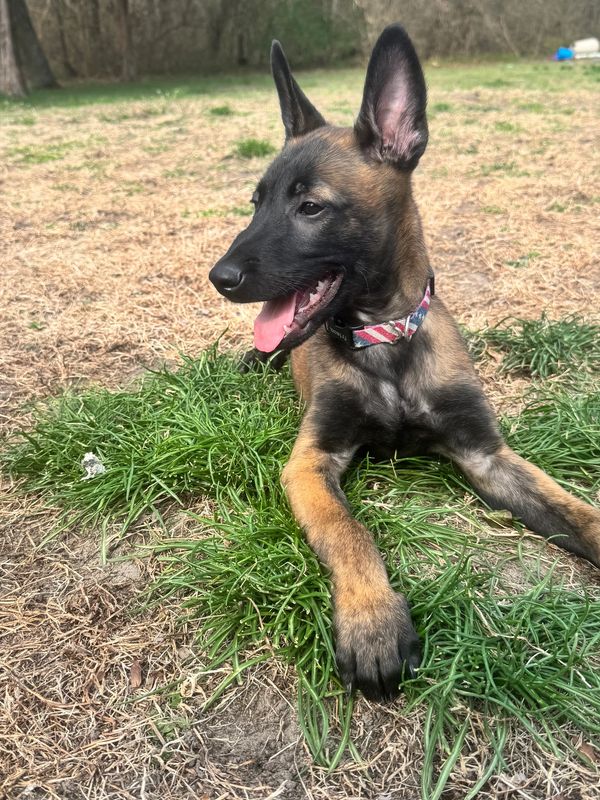 Young Belgian Malinois dog lying on the grass.