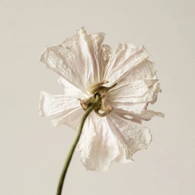 an image of a white dried flower