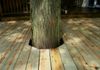 Deck w/ tree clearance