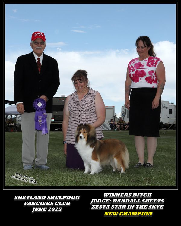 Shetland Sheepdog wins Best in Show at June 2025 competition.