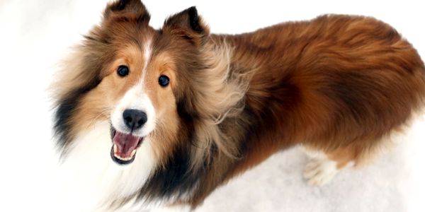 A happy Shetland Sheepdog looking up with a joyful expression.