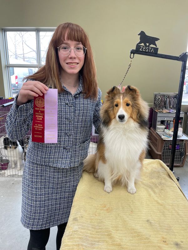 Woman holding dog show ribbons next to a Shetland Sheepdog on a grooming table.