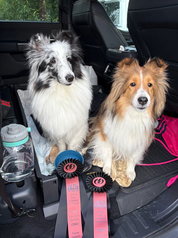 Two Shetland Sheepdogs sitting in a car with ribbons.