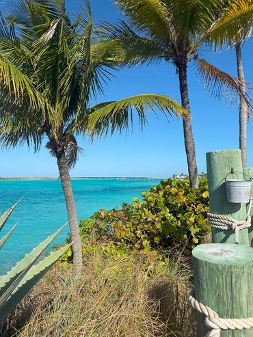Tropical beach scene with palm trees and turquoise water under clear blue sky.