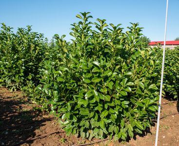 Лавровишна