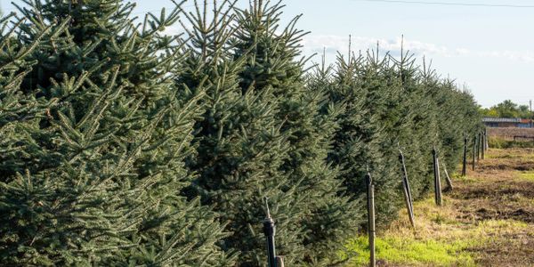 Иглолистни дървета