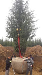 Преместване на едроразмерна растителност