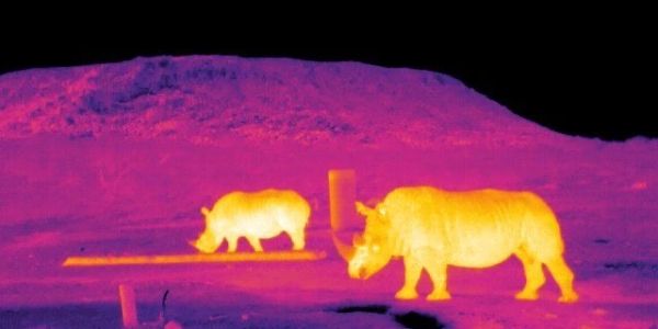 Thermal image of two rhinos.