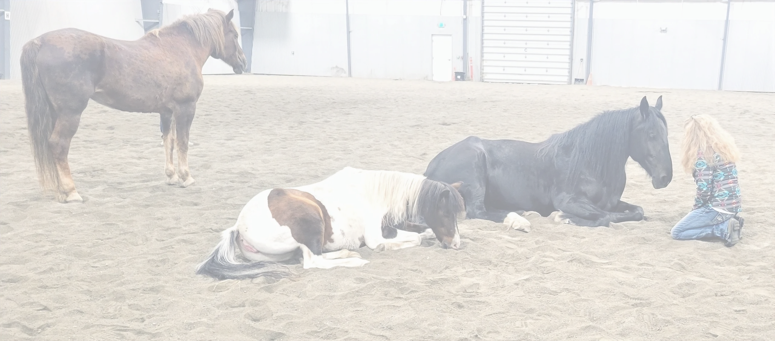 AURORA Healing with Horses