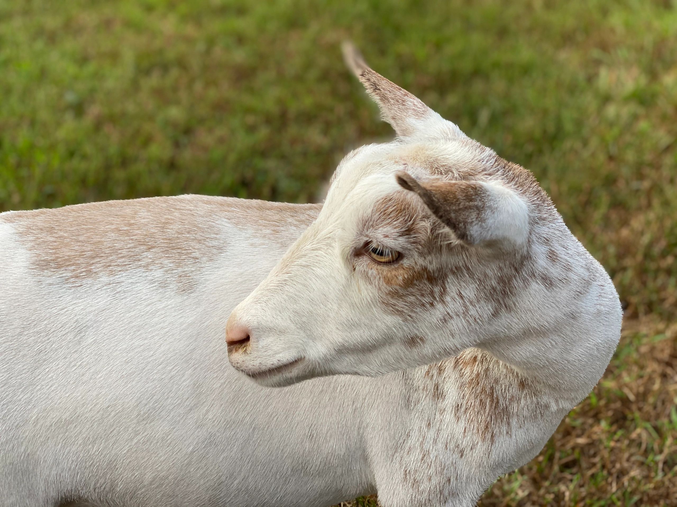 Miski Fox Farm - Dairy Goat, Chickens, Farm