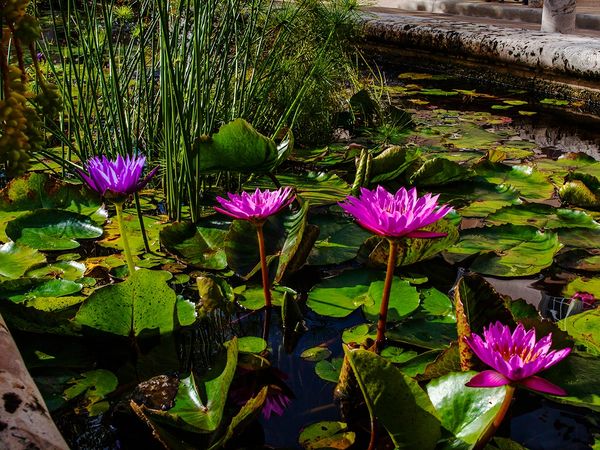 A beautiful lotus pond on Worth Avenue in West Palm Beach FL