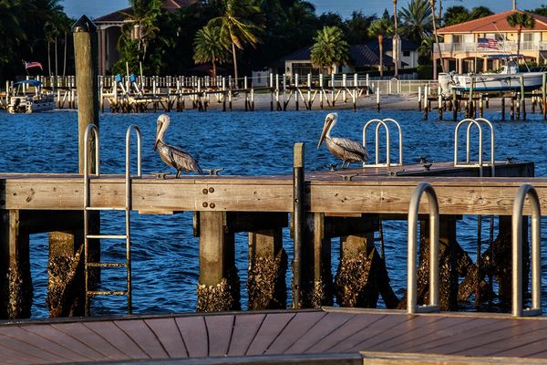 Pelicans at daybreak on the intracoastal waterway in Manalapan FL