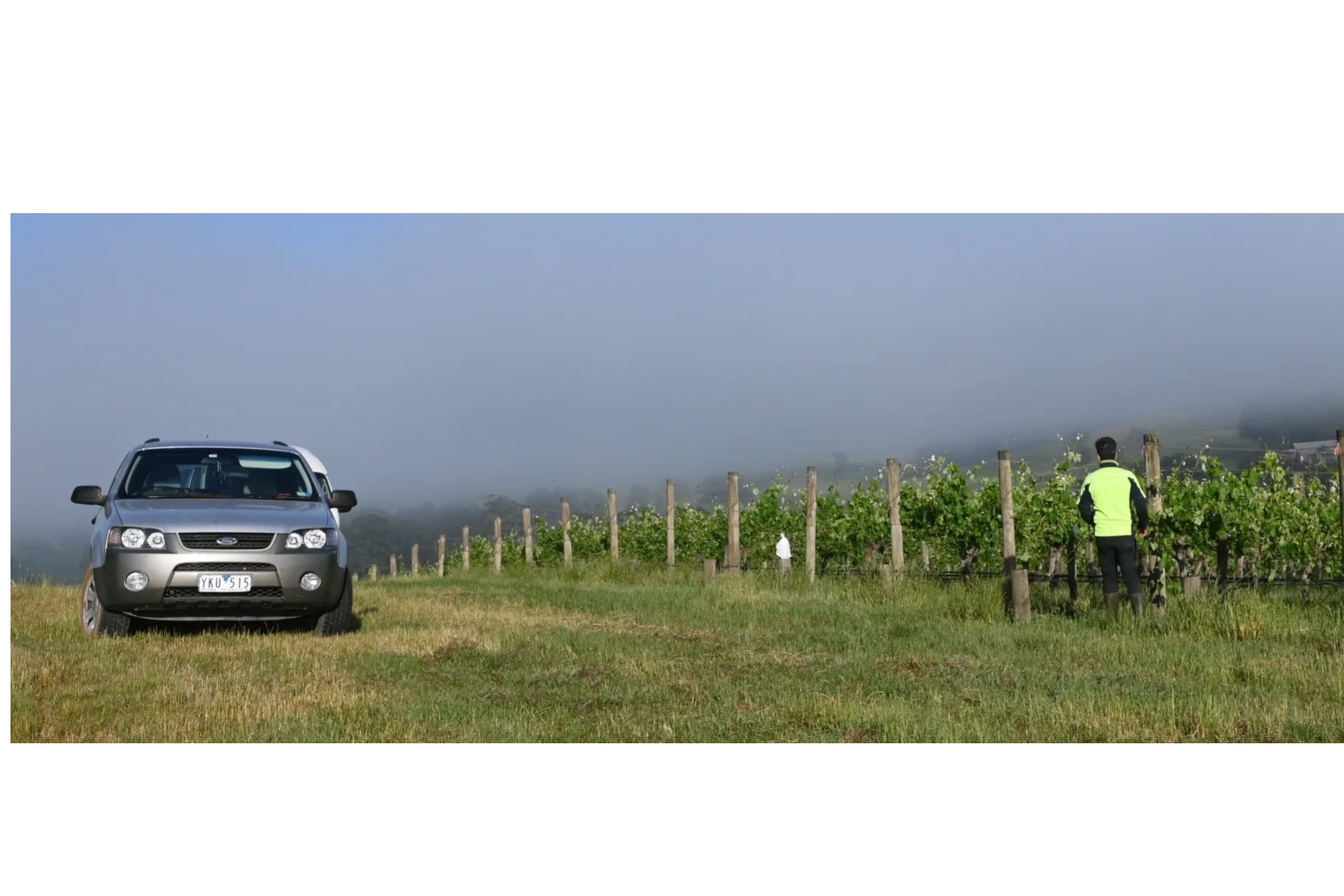 Vineyard management