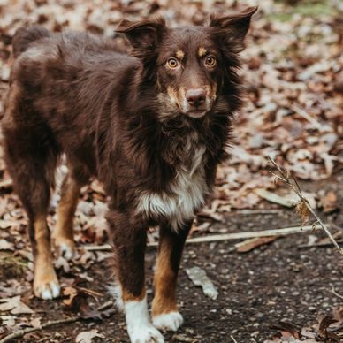 Brown and white dog standing on a forest floor covered in leaves.