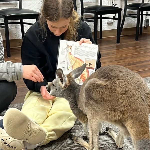 Girl feeding kangaroo while showing diagram.