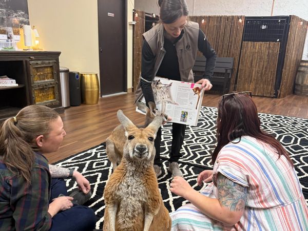 A kangaroo with three women in an indoor setting.