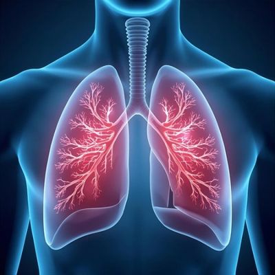 Representative image of the respiratory system.