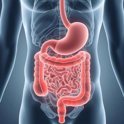 A representative image of the gastro-intestinal system.