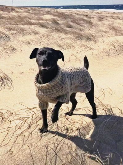 happy little dog Maddie is my design assistant