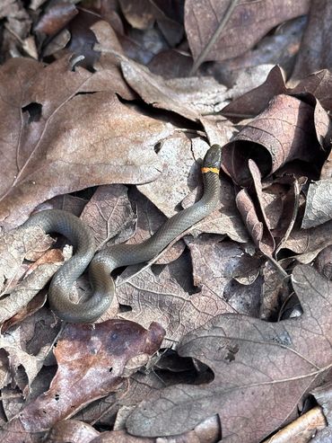 D. punctatus commonly called ring-necked snake is a harmless & very small. Spotted near Tulsa, OK