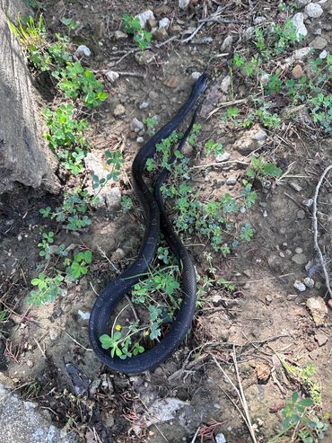 P. obsoletus - commonly called "black rat" or the western rat snake. Spotted near Sand Springs, OK