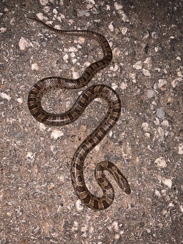 L. calligaster a friendly species with the common name prarie kingsnake. Spotted near Tulsa, Ok