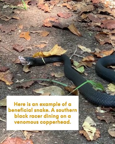 C. c. priapus - commonly called black racer. A fast harmless snake. Spotted near Savannah GA