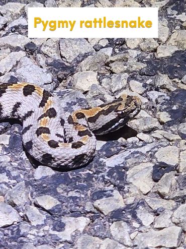 S. miliarius - commonly called the pygmy rattlesnake. this snake is often so small that the rattle c