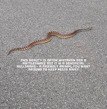 P. catenifersayi - commonly called bullsnake. 1 of the largest snakes in OK, harmless and beneficial