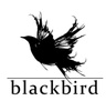 Blackbird by Dear Prudence