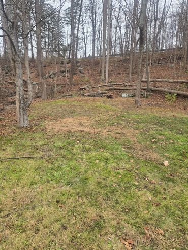 A grassy clearing surrounded by leafless trees in early spring.