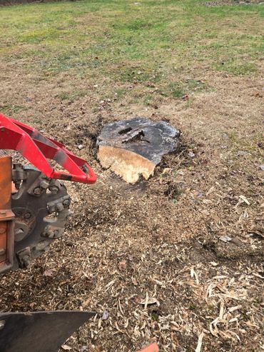 Machine grinding a large tree stump in a grassy area.