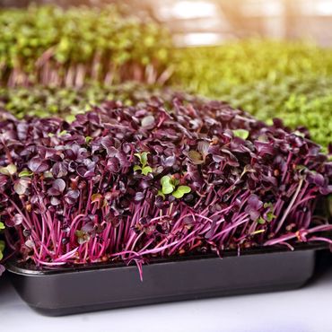 Radish micro greens