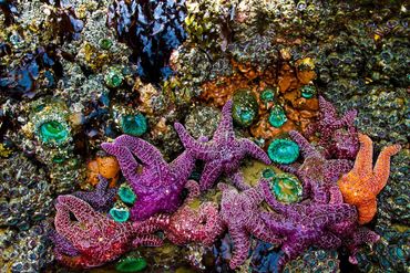 Tide Pool Kayak Rentals