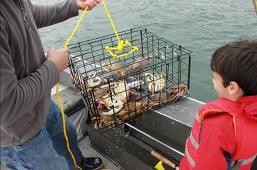 Crabbing whale watching