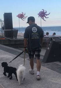 Mike the dog trainer from Happy Dog Training walking 2 dogs at a Gold Coast Beach